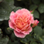 Rdeče - rumena - Grandiflora - floribunda vrtnice - Michelle Bedrossian